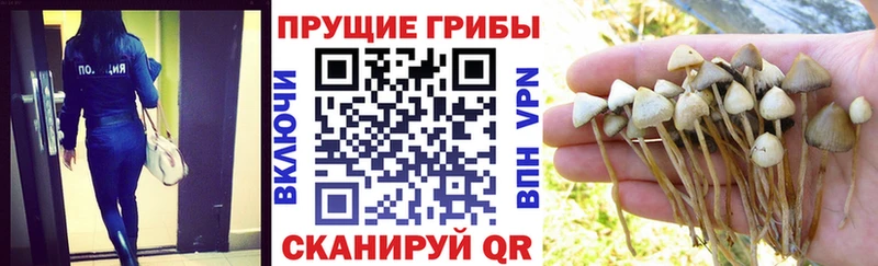 Псилоцибиновые грибы Psilocybine cubensis  Волгореченск 